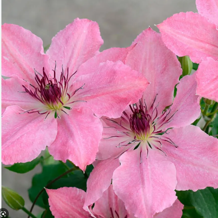 Клематис гибридный Сара Элизабет